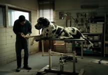 Cannes 2018: DOGMAN di Matteo Garrone